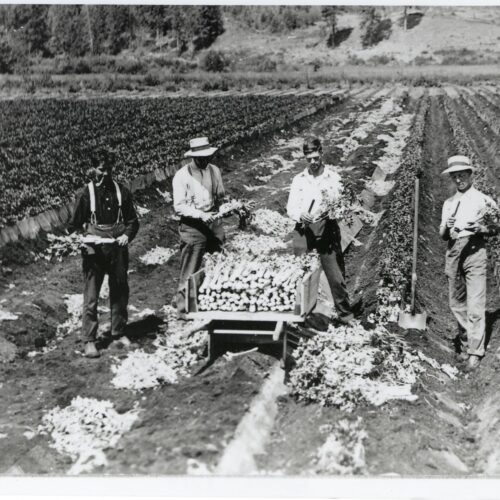 Celery Fields #3714